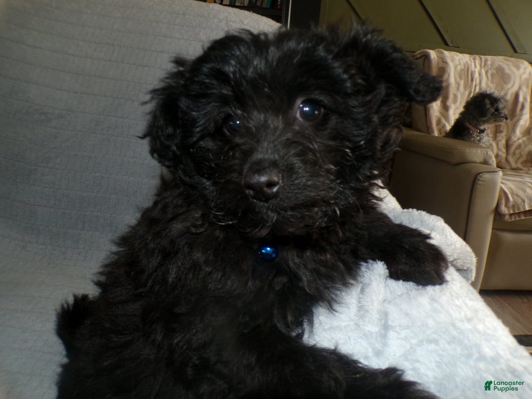 Pomapoo dogs for sale: Pomapoo Puppy 2 Mia - Ad 2