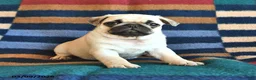Pug dogs for sale: Ranae - Ad 1