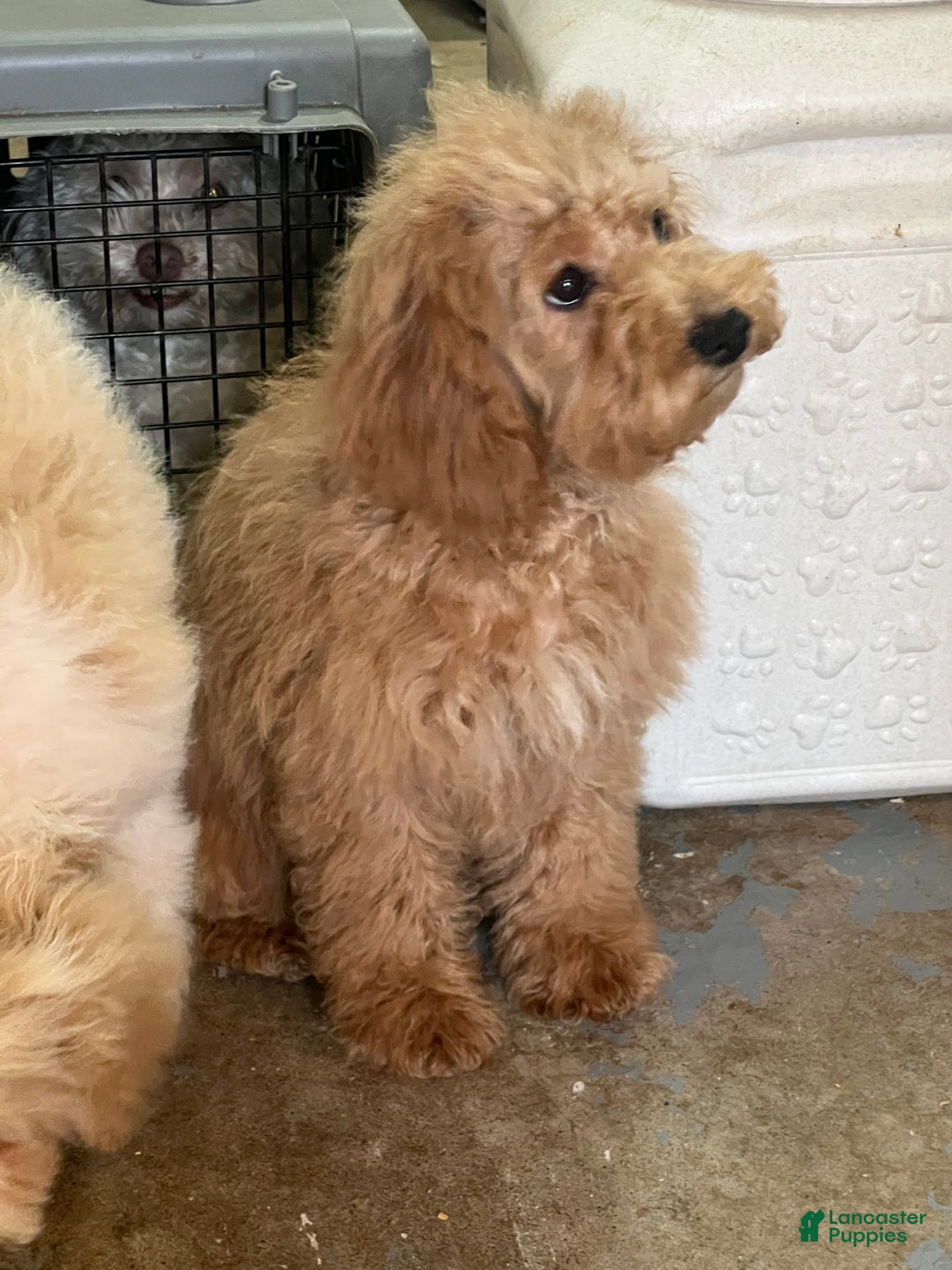 Mixed Breed dogs for sale: Willow - Ad 3