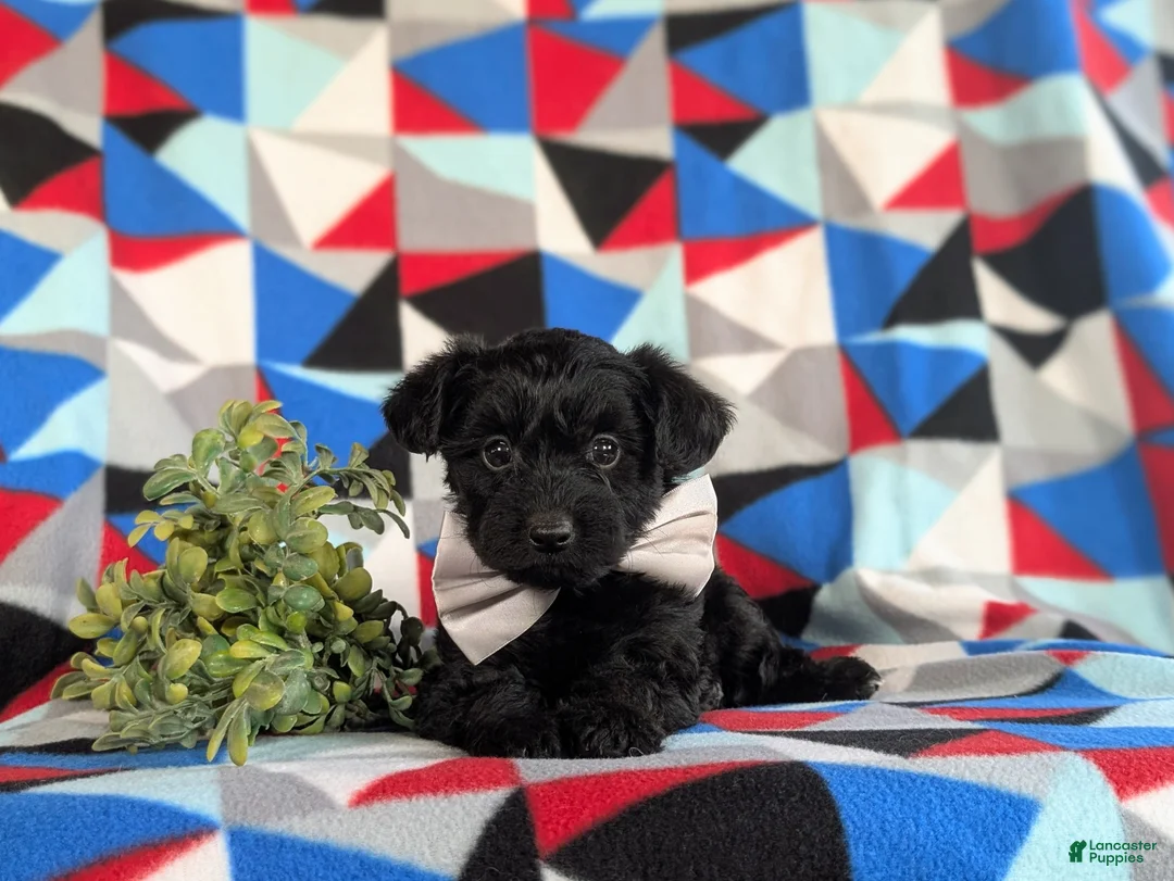 Yorkiepoo dogs for sale: Hugo 6 lbs Full Grown - Ad 6