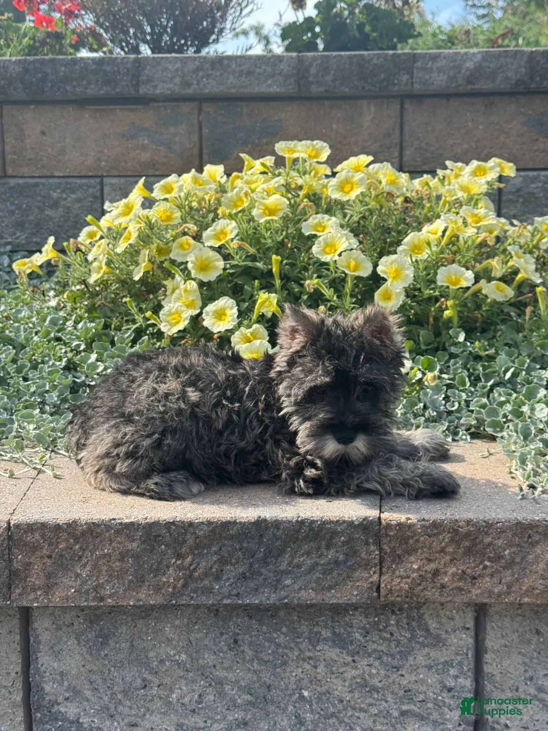Miniature Schnauzer dogs for sale: Khloe - Ad 2