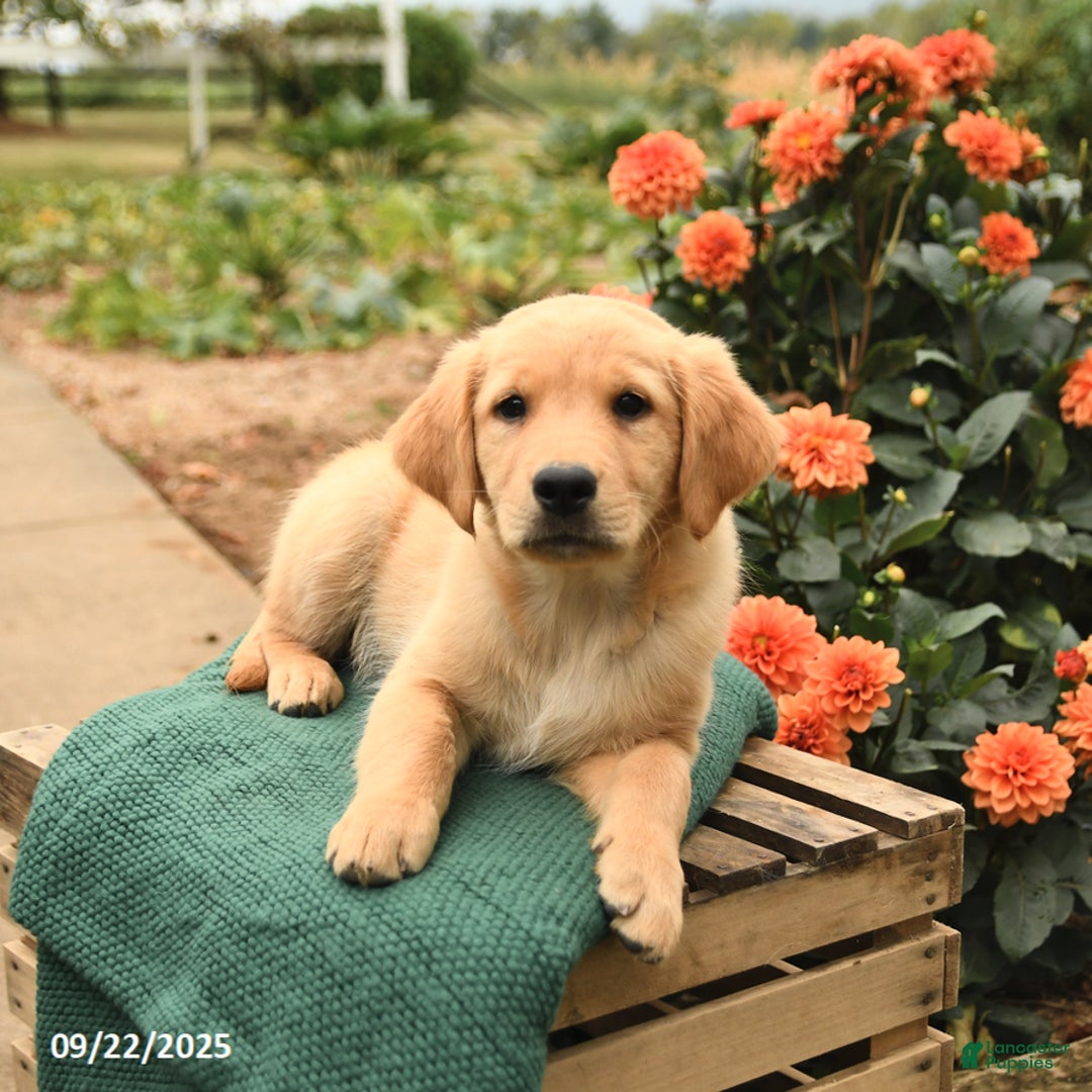 Golden Retriever dogs for sale: Paris - Ad 6