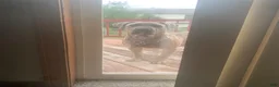 Cane Corso dogs for sale: Cane Corso 1 - Ad 3