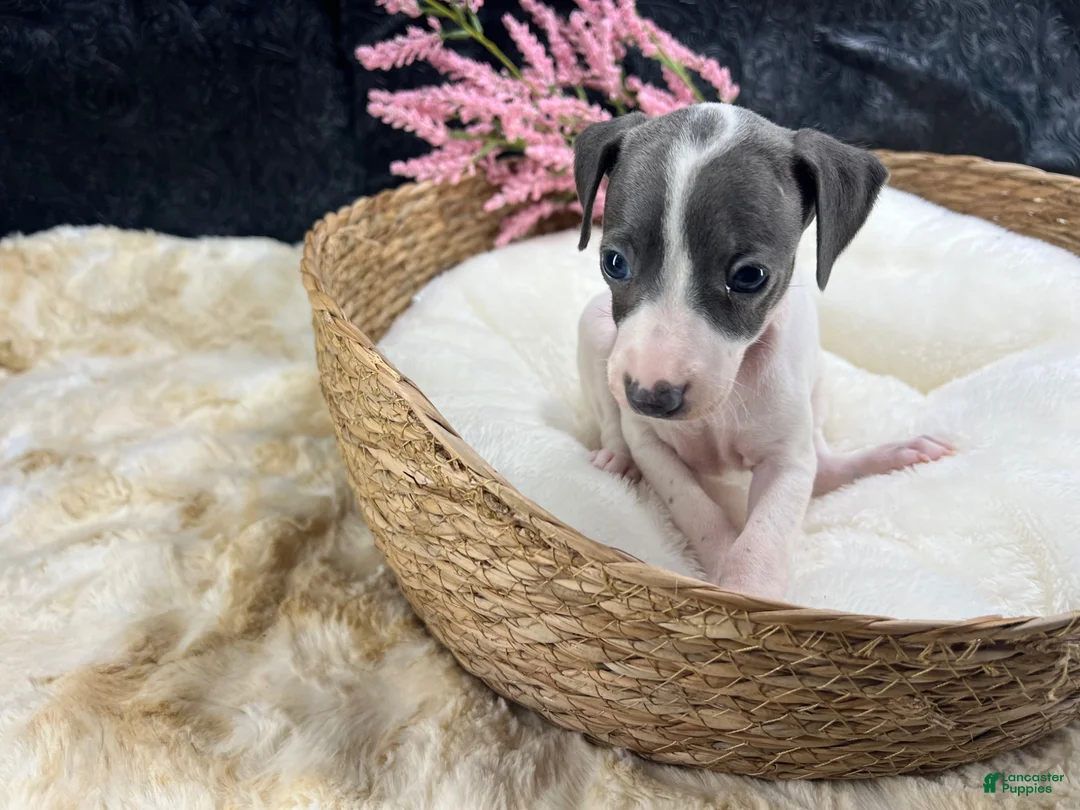 Italian Greyhound dogs for sale: Italian Greyhound 6 - Ad 8