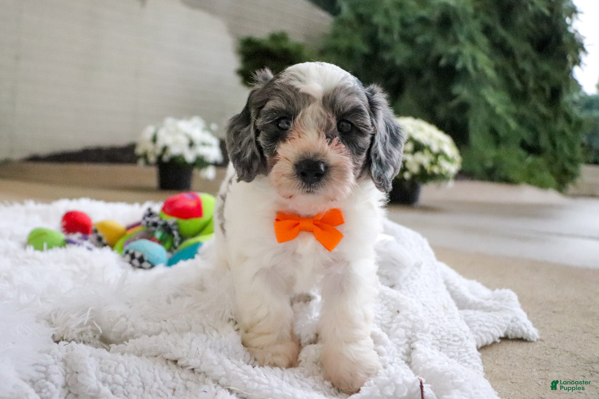 Mini Goldendoodle dogs Scout - Ad 2