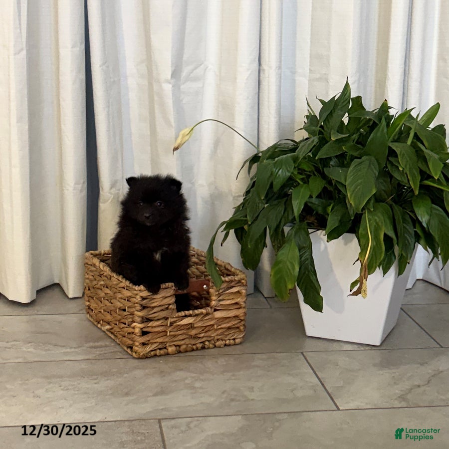 Pomeranian dogs Libby - Ad 24