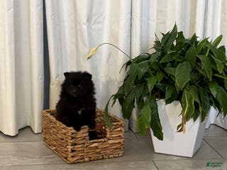 Pomeranian dogs Libby - Ad 42