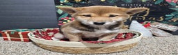Shiba Inu dogs for sale: Mika - Ad 4
