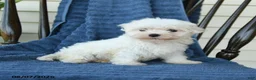 Maltese dogs for sale: Sharron - Ad 5