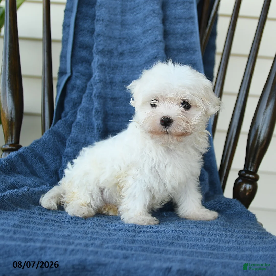 Maltese dogs for sale: Sharron - Ad 5