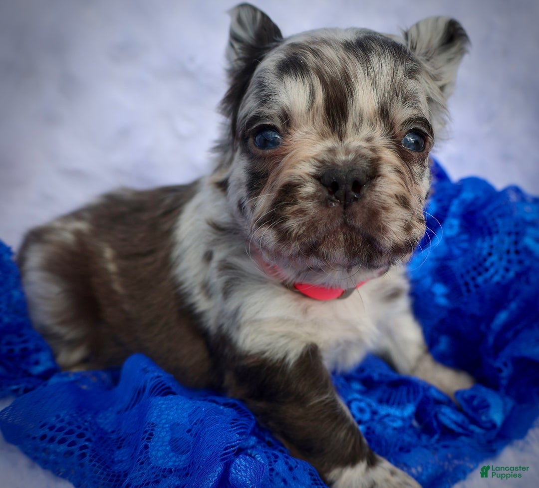 French Bulldog dogs for sale: Ricky - Ad 2