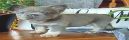 French Bulldog dogs for sale: Jackie - Ad 4