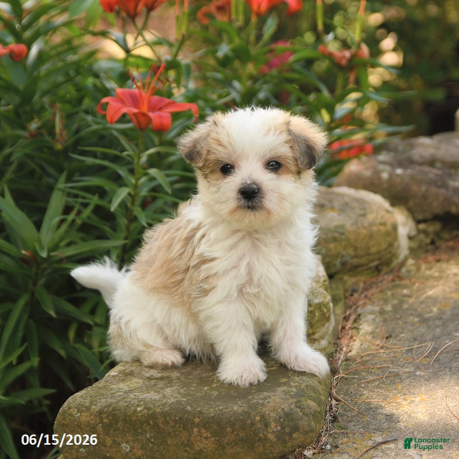 Morkie dogs Firefly - Ad 2
