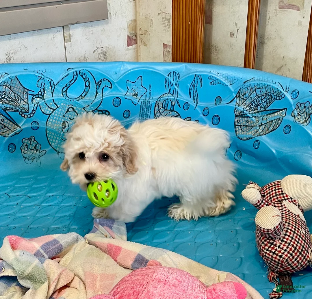 Coton De Tulear dogs for sale: Shane - Ad 7