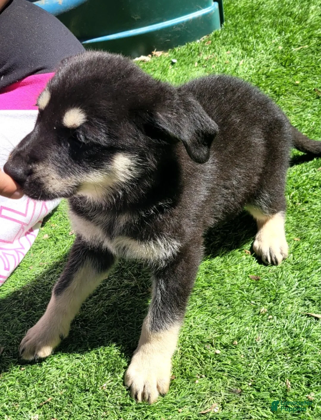 German Shepherd dogs for sale: Oscar - Ad 1