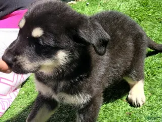 German Shepherd dogs Oscar - Ad 10