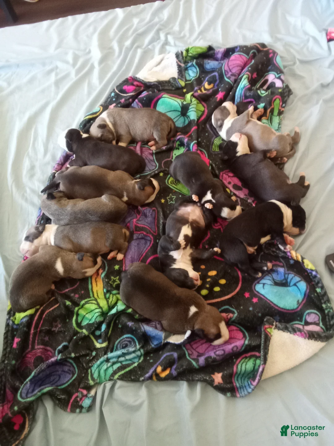 American Pit Bull Terrier dogs for sale: American Pit Bull Terrier Puppy 12 - Ad 1