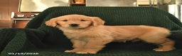 Golden Retriever dogs for sale: Rosie  - Ad 3