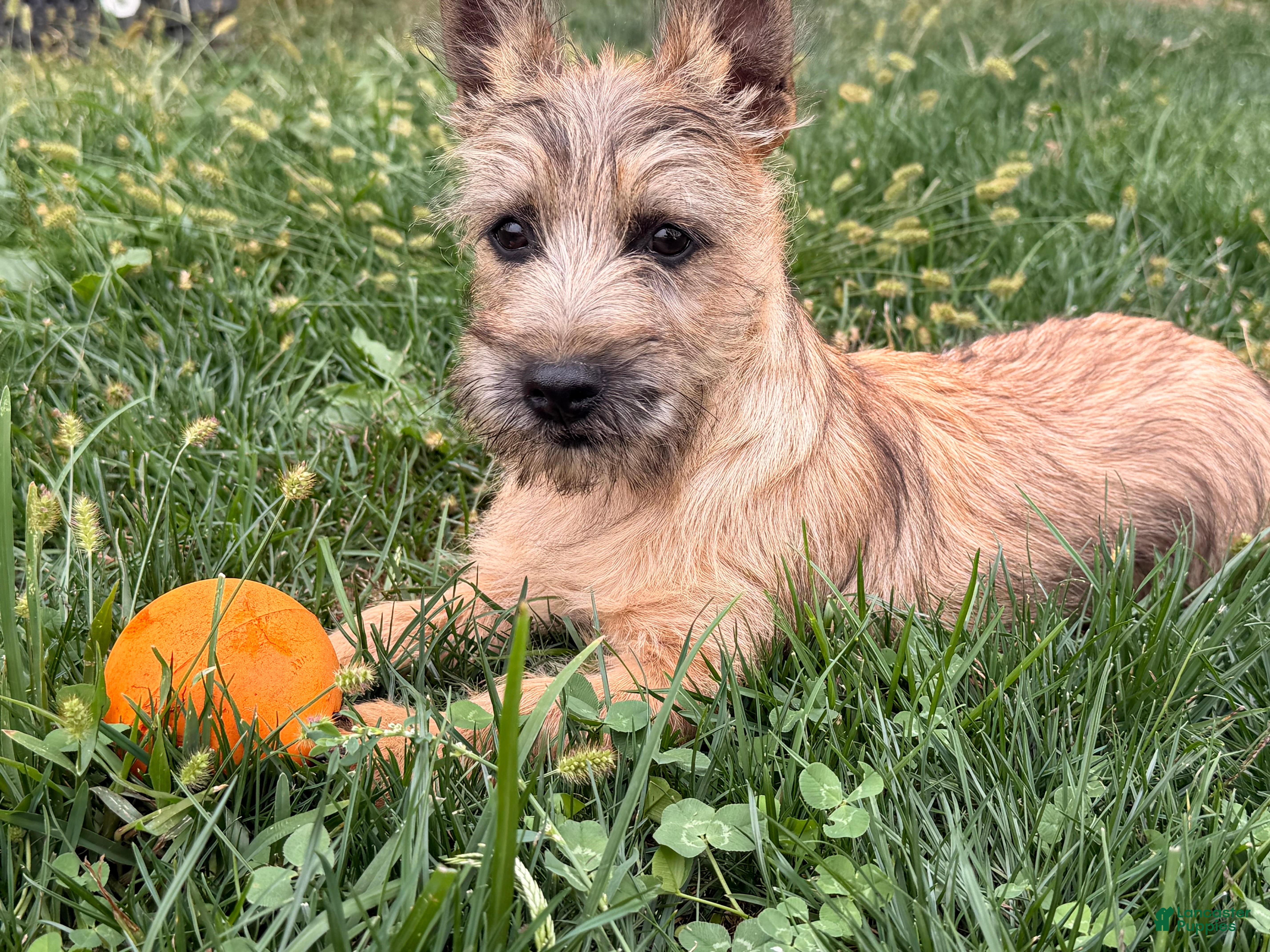 Cairn Terrier dogs for sale: Easton  - Ad 1