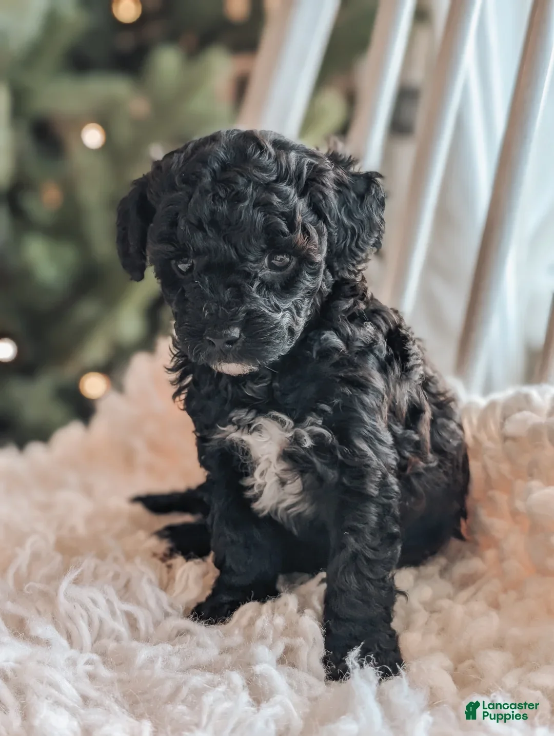Toy Poodle dogs for sale: Noel - Ad 1