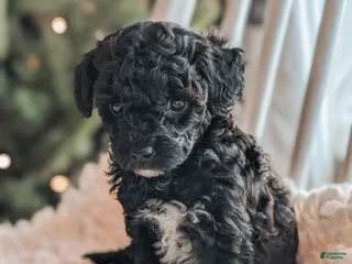 Toy Poodle dogs Noel - Ad 32