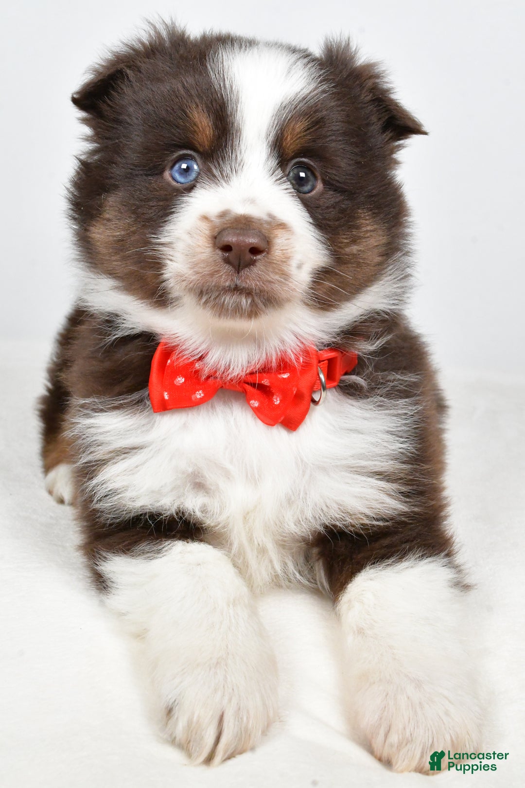 Toy Australian Shepherd dogs for sale: Benny - Ad 4