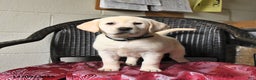 Labrador Retriever dogs for sale: Bailey - Ad 5