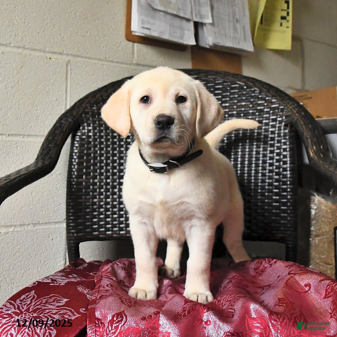 Labrador Retriever dogs for sale: Bailey - Ad 5