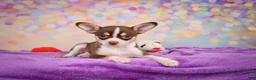Chihuahua dogs for sale: Gideon - Ad 6