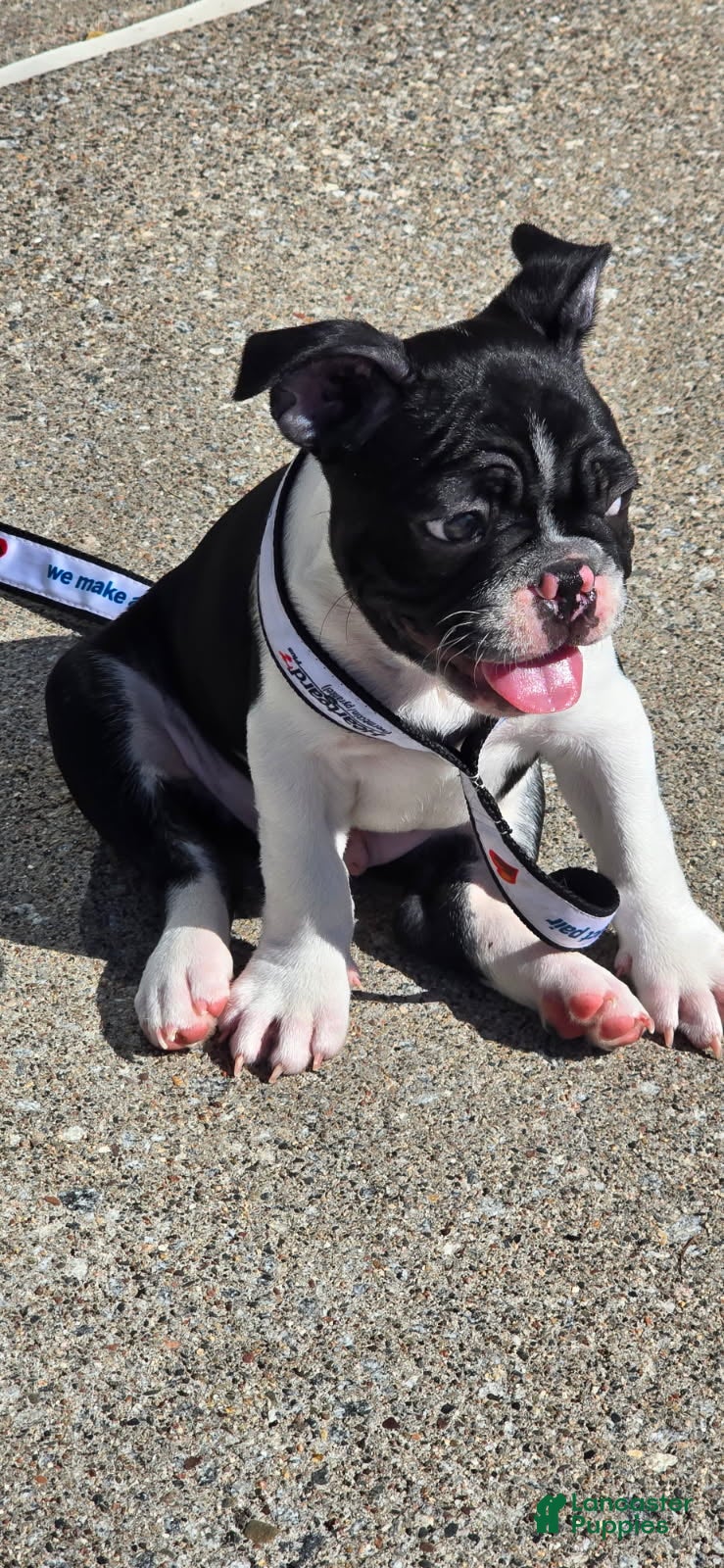 Frenchton dogs Billy - Ad 2