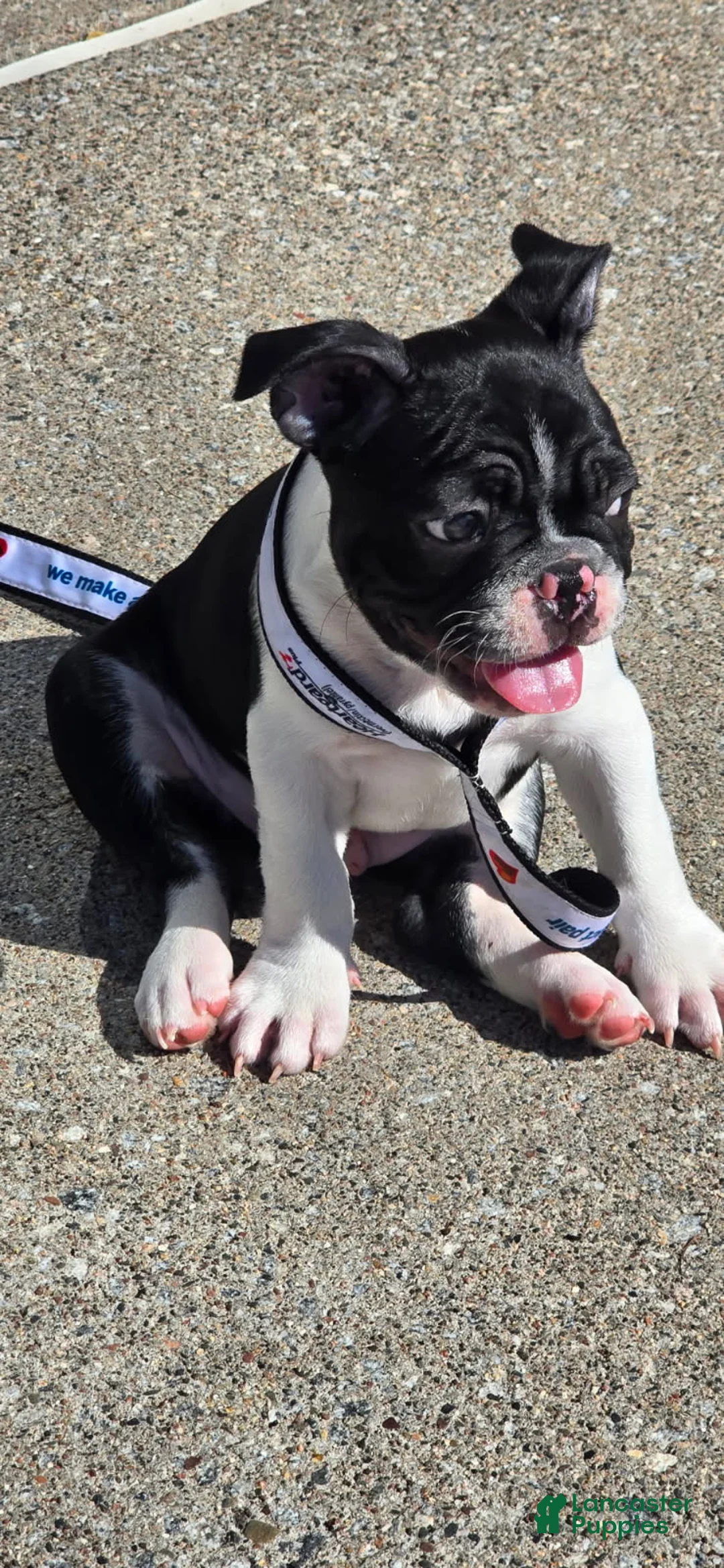 Frenchton dogs for sale: Billy - Ad 1