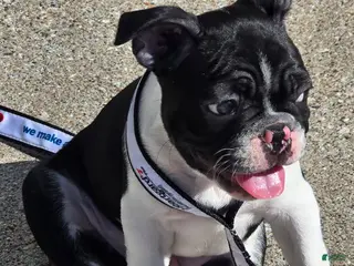 Frenchton dogs Billy - Ad 2