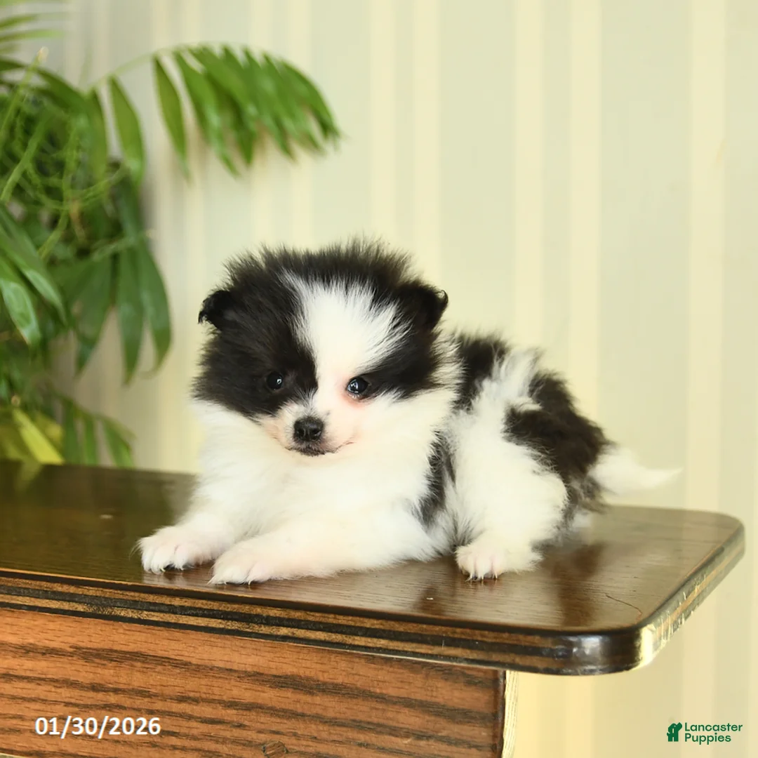 Pomeranian dogs for sale: Candy - Ad 4