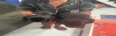Cane Corso 2