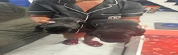 Cane Corso dogs for sale: Cane Corso 2 - Ad 1