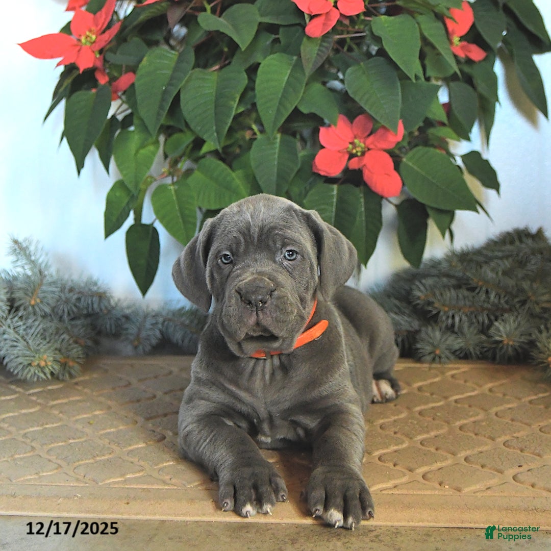 Cane Corso dogs for sale: Flame - Ad 4