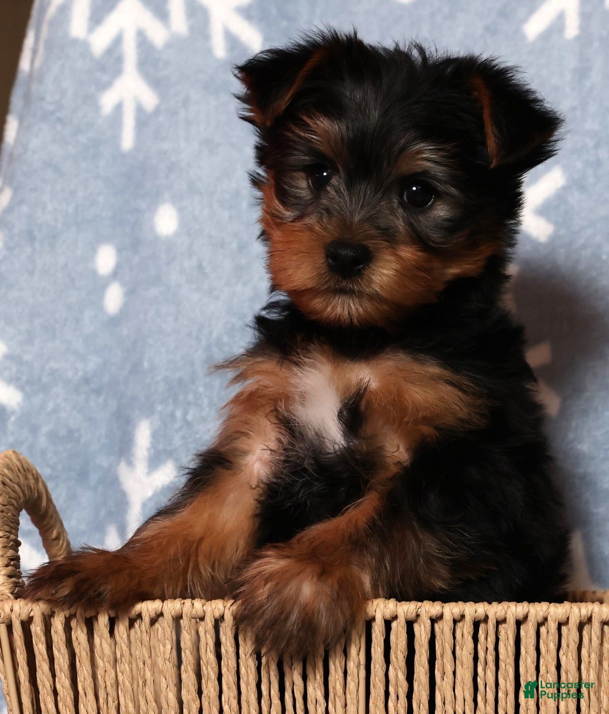 Yorkshire Terrier dogs Milo - Ad 1