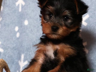 Yorkshire Terrier dogs Milo - Ad 24