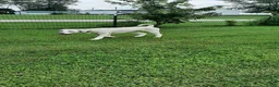 Goldendoodle dogs for sale: Goldendoodle 1 - Ad 3