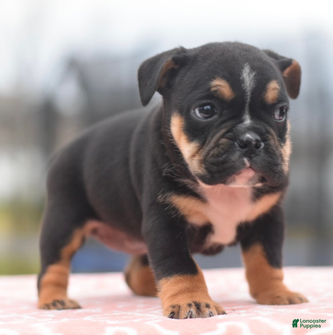 Mixed Breed dogs for sale: Savana tiny puppy - Ad 8