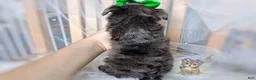 Morkie dogs for sale: Rare Merle Heihei - Ad 5