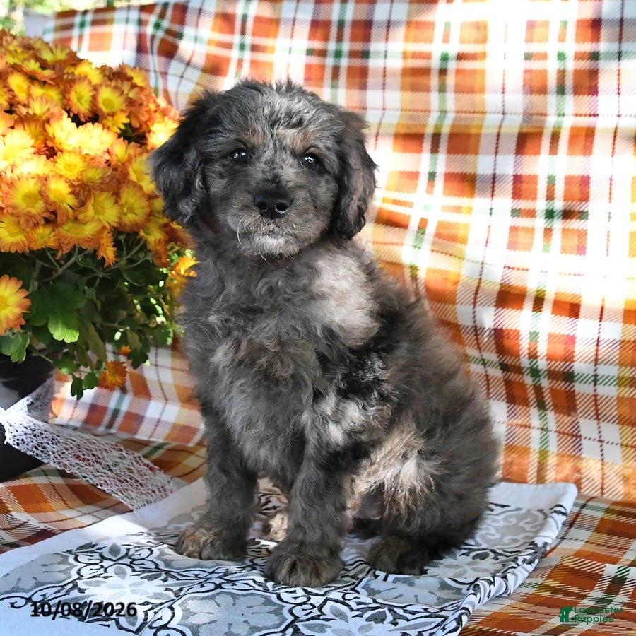 Mini Goldendoodle dogs Alia - Ad 1