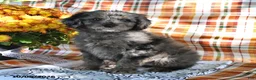 Mini Goldendoodle dogs for sale: Alia - Ad 1