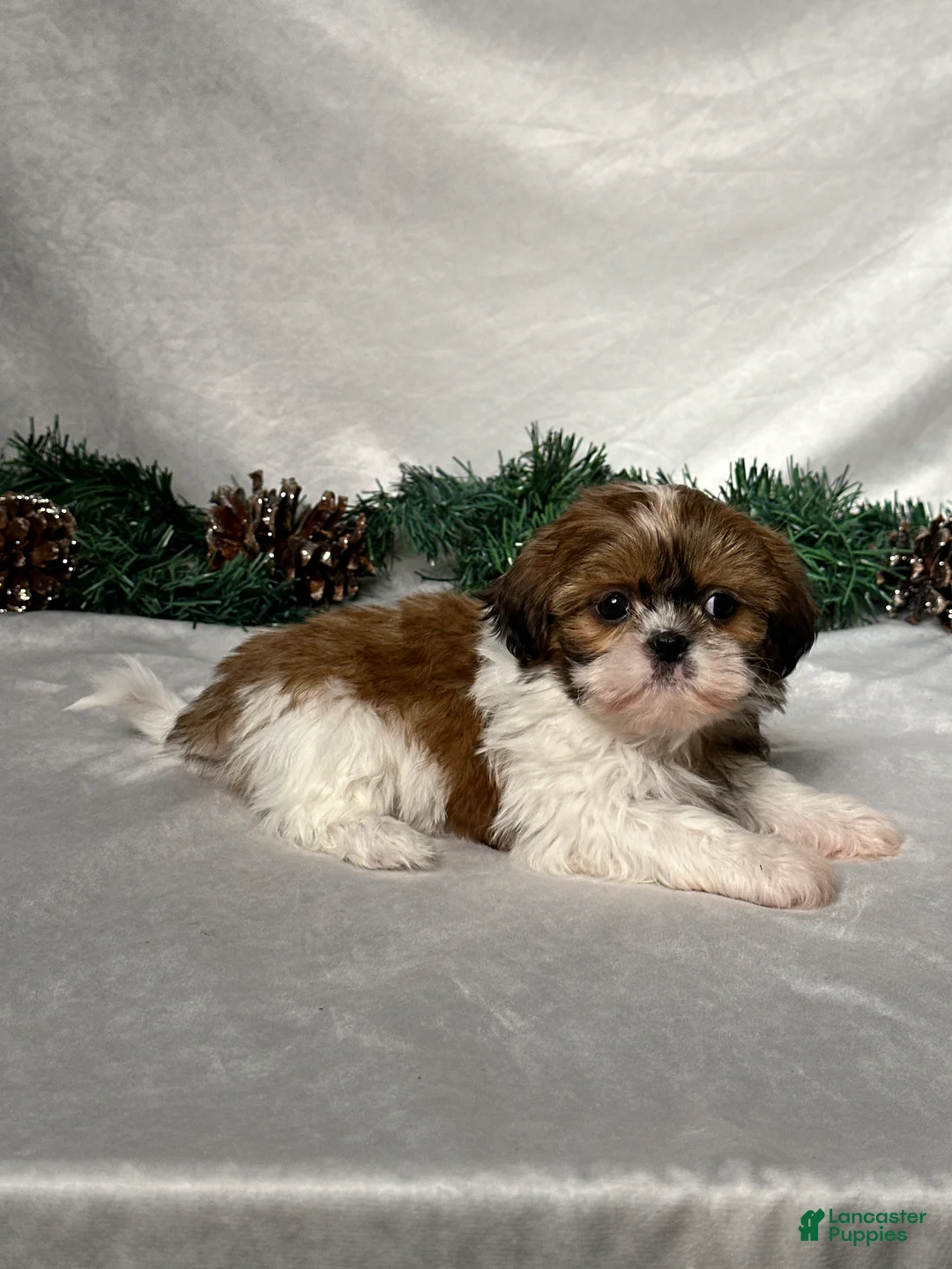 Shih Tzu dogs for sale: Sophia - Ad 5