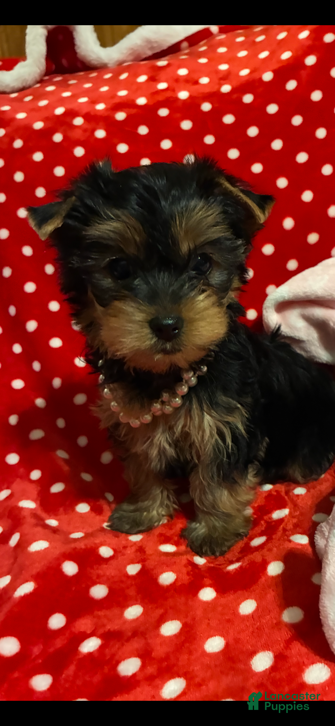 Yorkshire Terrier dogs for sale: Yorkshire Terrier Puppy 2 - Ad 3