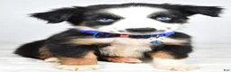 Miniature Australian Shepherd dogs for sale: Felix - Ad 6