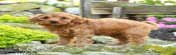 Miniature Poodle dogs for sale: Tucker - Ad 5