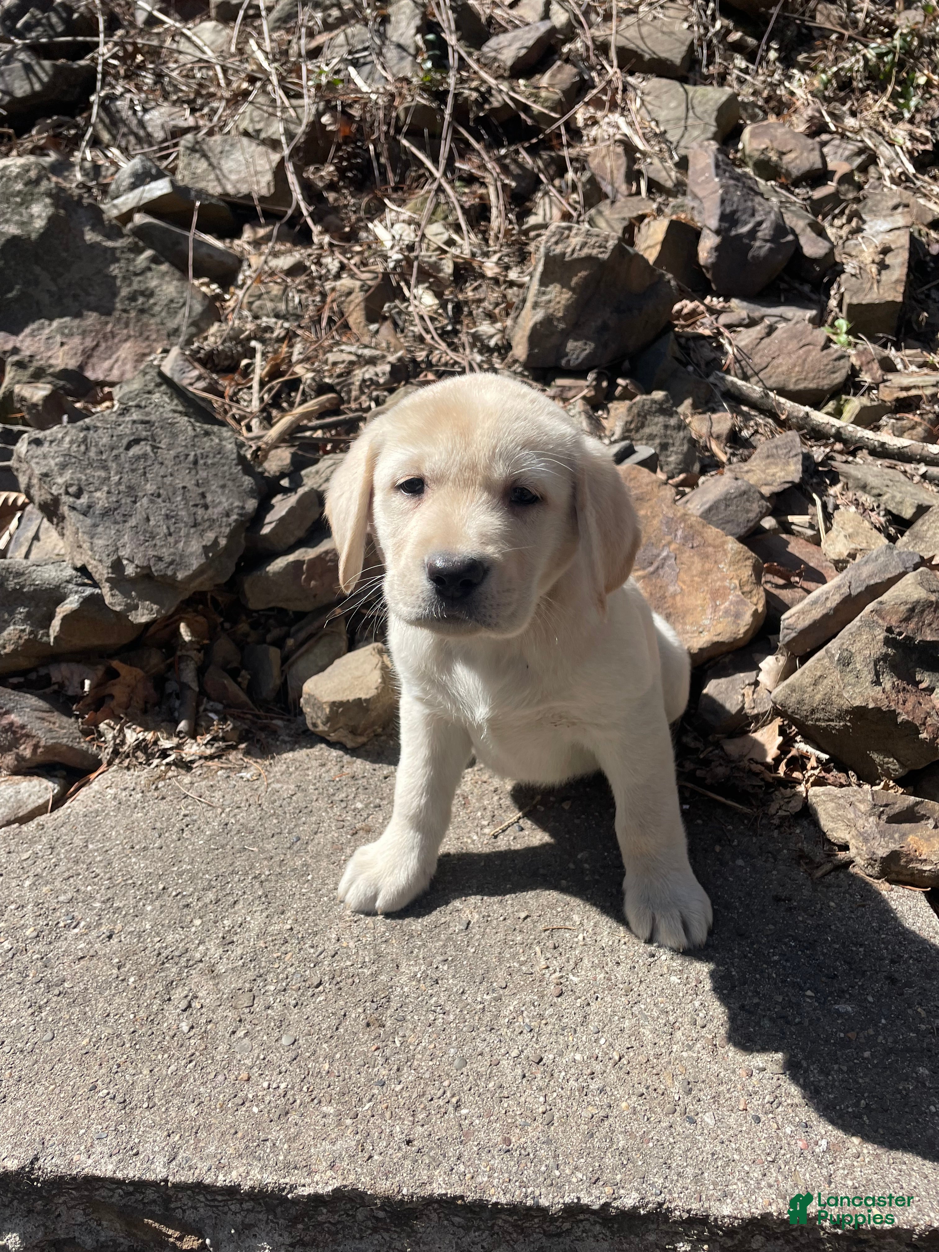 Labrador Retriever dogs Labrador Retriever Collar Red - Ad 2