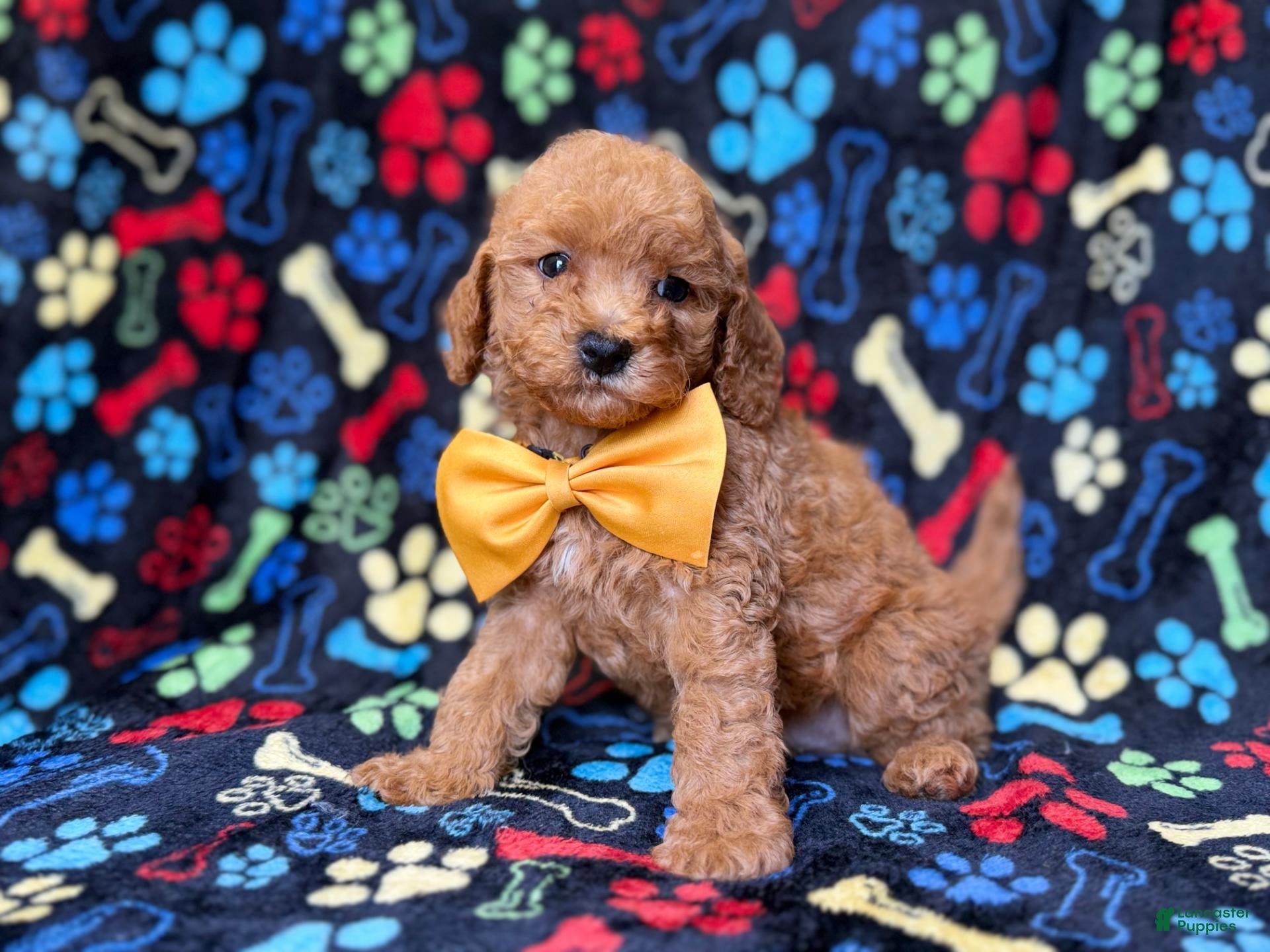 Cavapoo dogs Lane - Ad 13
