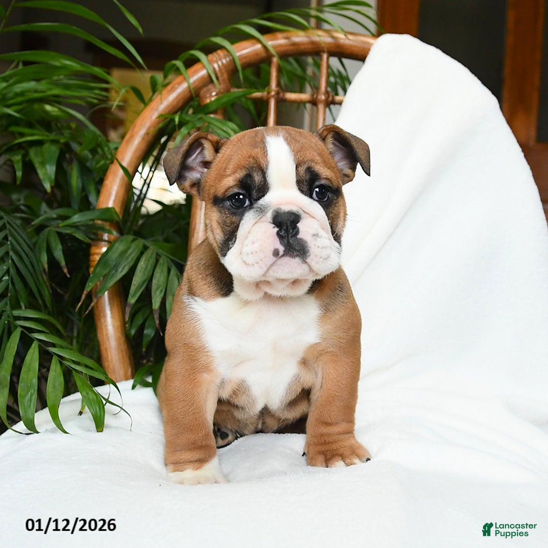 English Bulldog dogs for sale: Monroe - Ad 4